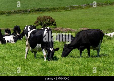 Mehrere Kühe fressen Gras. Rinder auf einem Viehzuchtbetrieb. Landschaftsbau. Irischer Bio-Bauernhof. Schwarz-weiße Kuh auf grünem Grasfeld Stockfoto