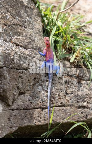 Rothaarige Felsenagama, auch bekannt als Regenbogen-Agama, sonnt sich im Sonnenschein der Masai Mara, Kenia. Dieses Männchen ist ein Langschwanz-Insektenfresser Stockfoto