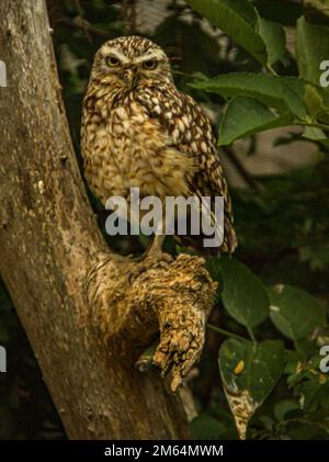 Nahaufnahme einer auf einem Ast sitzenden Grabeule (Athene cunicularia) Stockfoto