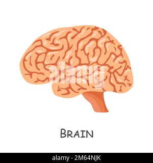 Das Gehirn des Menschen. Cartoon-Design. Isoliert . Vector . Stock Vektor