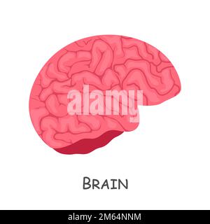 Das Gehirn des Menschen. Cartoon-Design. Isoliert . Vector . Stock Vektor