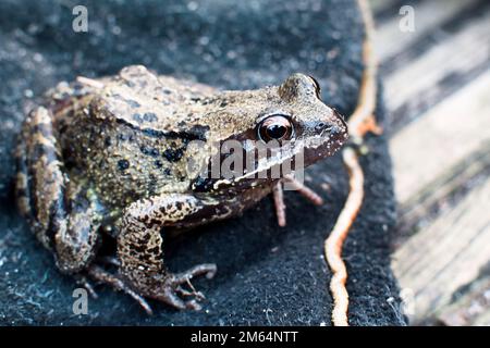 Gemeiner Frosch (Rana temporaria) auf einem Gartenhandschuh auf hinterer Gartendecke in Didsbury, Manchester, Großbritannien Stockfoto