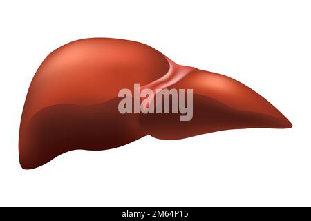 Die Leber des Menschen. Das hepatobiliäre System. Realistisches Design. Isoliert . Vektordarstellung . Stock Vektor