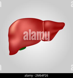 Die Leber des Menschen. Das hepatobiliäre System. Realistisches Design. Isoliert . Vektordarstellung . Stock Vektor