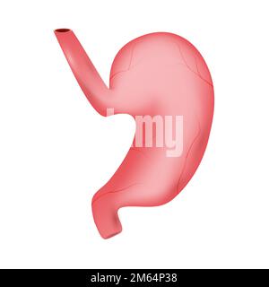 Der Magen des Menschen. Das Verdauungssystem. Realistisches Design. Isoliert . Vektordarstellung . Stock Vektor
