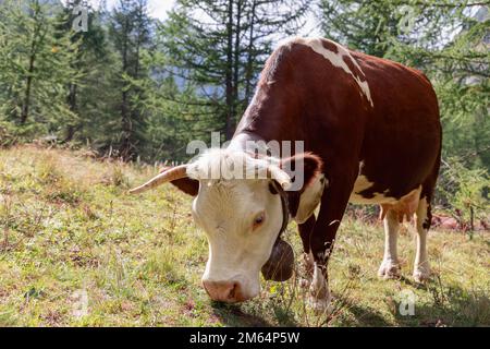 Aus nächster Nähe sehen Sie eine wunderschöne braune Kuh, die Gras auf einer Bergwiese in den Alpen knabbert. Aosta-Tal, Italien Stockfoto