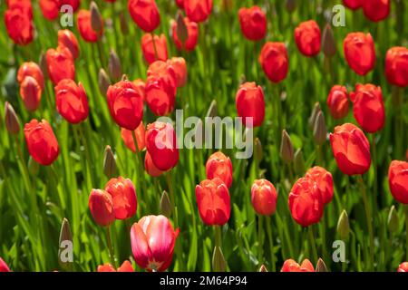 Viele rote Tulpen im Garten Stockfoto