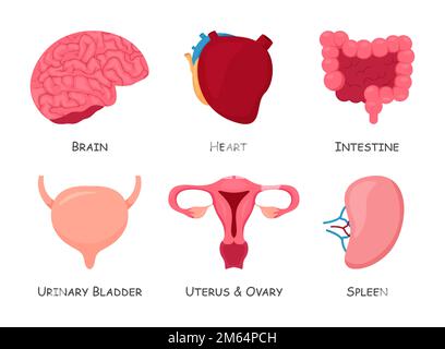 Das Set menschlicher innerer Organe. Cartoon-Design. Isoliert . Vector . Stock Vektor