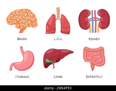 Das Set menschlicher innerer Organe. Cartoon-Design. Isoliert . Vector . Stock Vektor