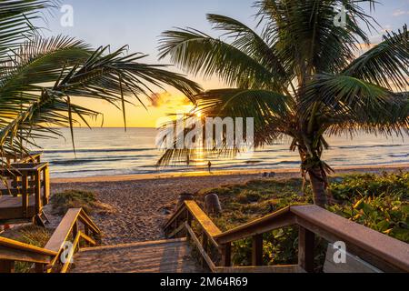 Die aufgehende Sonne scheint durch Palmen an einem Strand in Florida. Stockfoto