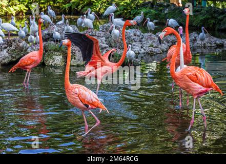 Wunderschöne rosa Flamingos stehen im Wasser. Stockfoto