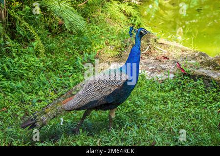 Blaue Pfauen gehören zu den größten aller Vögel, die fliegen. Stockfoto