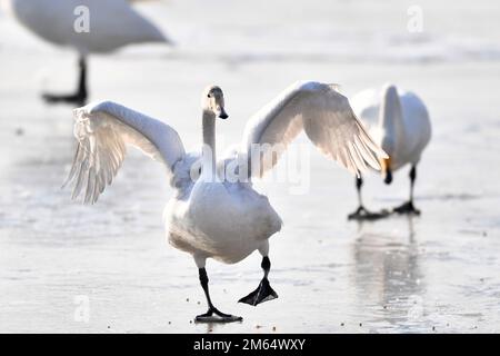 Lanzhou, Chinas Provinz Gansu. 2. Januar 2023. Winterende Schwäne sind in einem Feuchtgebiet in Dachuan Town in Lanzhou, Nordwestchina Gansu Province, am 2. Januar 2023 zu sehen. Lanzhou hat in den letzten Jahren dank kontinuierlicher ökologischer Bemühungen entlang des Gelben Flusses bessere Lebensräume für Zugvögel geschaffen. Kredit: Chen Bin/Xinhua/Alamy Live News Stockfoto