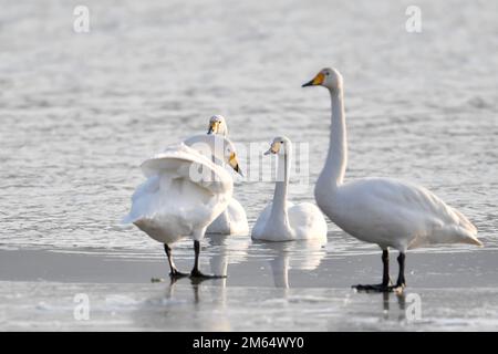 Lanzhou, Chinas Provinz Gansu. 2. Januar 2023. Winterende Schwäne sind in einem Feuchtgebiet in Dachuan Town in Lanzhou, Nordwestchina Gansu Province, am 2. Januar 2023 zu sehen. Lanzhou hat in den letzten Jahren dank kontinuierlicher ökologischer Bemühungen entlang des Gelben Flusses bessere Lebensräume für Zugvögel geschaffen. Kredit: Chen Bin/Xinhua/Alamy Live News Stockfoto