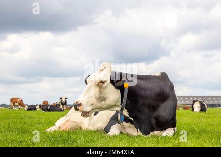 Große Kuh liegt auf dem Feld, glücklich im grünen Gras, schwarz-weiß, bedeckt am Himmel und Kopierraum Stockfoto