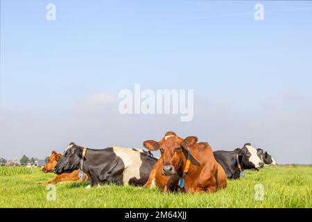 Gruppenkühe, die gemütlich auf einem Wiesenfeld liegen, zufrieden und glücklich Stockfoto