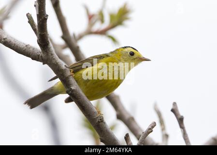 Männlich Wilsons Schürze auf Sumac-Ast Stockfoto