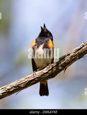 Männlicher amerikanischer Redstart, der auf einem Ast singt Stockfoto