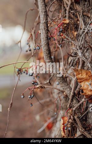 Eine Nahaufnahme verwelkter alter Reben und Äste mit Wacholderbeeren und Orangenblättern im Herbst Stockfoto