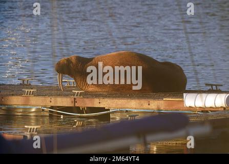 Ein Walross im Royal Northumberland Yacht Club, Blyth. Die Sichtung folgt einem ähnlichen Meeressäugetier in Scarborough, das an Silvester große Menschenmassen in den Hafen zog. Foto: Montag, 2. Januar 2023. Stockfoto