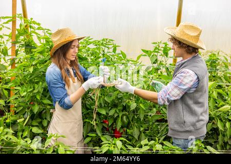 Zwei Agronomen, die sich darauf vorbereiten, Gemüsepflanzen in einem Treibhaus zu binden Stockfoto
