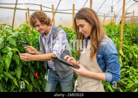 Junge Landwirtschaftswissenschaftler im Gewächshaus Stockfoto