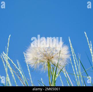 Weißer flauschiger Löwenzahn und grüne Grashalme vor blauem Himmel. Quadratisches Format. Platz für Text kopieren. Stockfoto