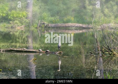 Morgennebel im Naturschutzgebiet Urdenbacher Kaempe, Rhein-Flutwassergebiet, Düsseldorf;Deutschland Stockfoto