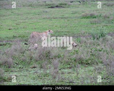 Mutter Gepard mit ihren Jungen im hohen Gras die Savanne in Tansania Ostafrika Stockfoto