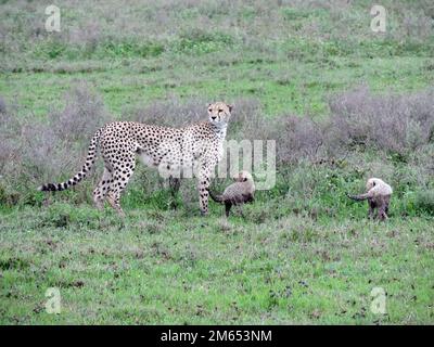 Mutter Gepard mit ihren Jungen im hohen Gras die Savanne in Tansania Ostafrika Stockfoto