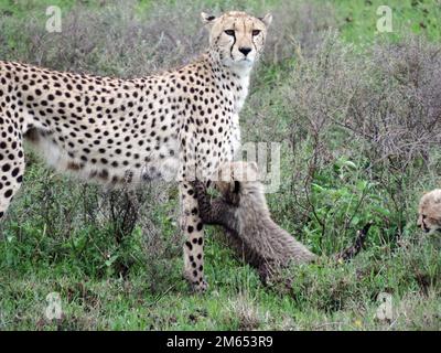 Mutter Gepard mit ihren Jungen im hohen Gras die Savanne in Tansania Ostafrika Stockfoto