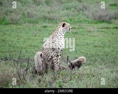 Mutter Gepard mit ihren Jungen im hohen Gras die Savanne in Tansania Ostafrika Stockfoto