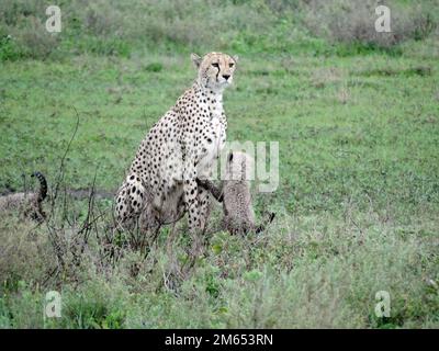 Mutter Gepard mit ihren Jungen im hohen Gras die Savanne in Tansania Ostafrika Stockfoto