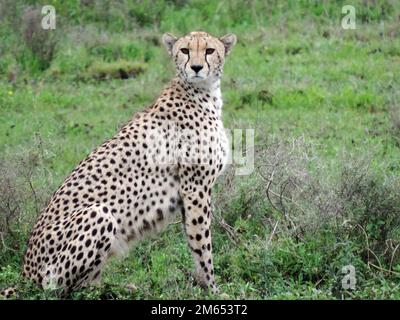 Mutter Gepard mit ihren Jungen im hohen Gras die Savanne in Tansania Ostafrika Stockfoto