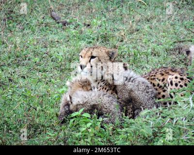 Mutter Gepard mit ihren Jungen im hohen Gras die Savanne in Tansania Ostafrika Stockfoto