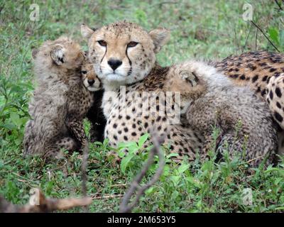 Mutter Gepard mit ihren Jungen im hohen Gras die Savanne in Tansania Ostafrika Stockfoto