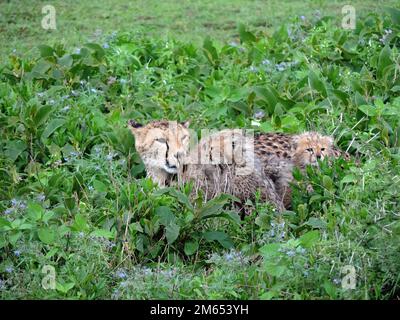 Mutter Gepard mit ihren Jungen im hohen Gras die Savanne in Tansania Ostafrika Stockfoto