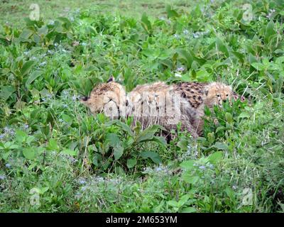 Mutter Gepard mit ihren Jungen im hohen Gras die Savanne in Tansania Ostafrika Stockfoto
