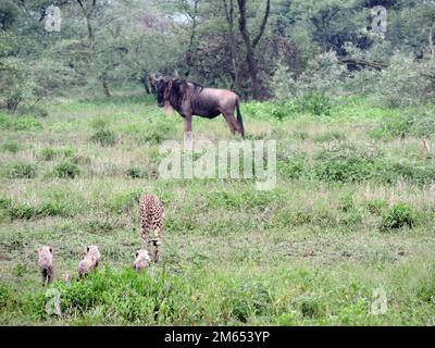 Mutter Gepard mit ihren Jungen im hohen Gras die Savanne in Tansania Ostafrika Stockfoto