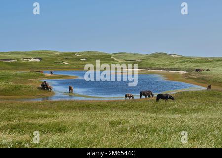 Ein malerischer Blick auf Pferde, die in der Nähe eines Wasserlochs auf Sable Island weiden Stockfoto