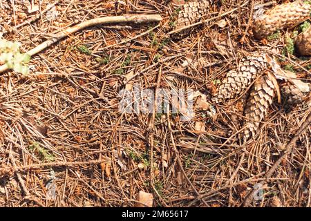 Gefallene Fichtenkegel und Nadeln auf dem Boden. Flach liegend, Nahaufnahme. Trockene Äste und Knoten, toter organischer Stoff. HerbstNadelwald, Fichte, f Stockfoto