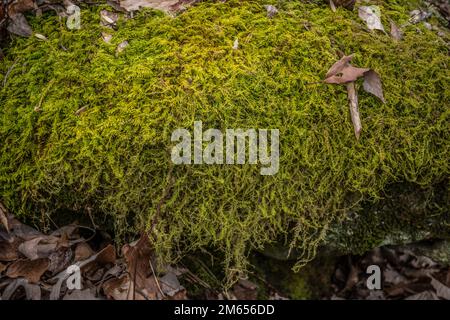 Dickes, üppiges, grünes Moos, das auf einem Felsbrocken wächst, hängt in Schichten mit langen Strängen, die vom Sonnenlicht im Wald glühen Stockfoto