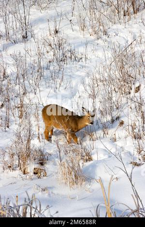 Hirsche grasen auf schneebedeckten Hügeln Stockfoto