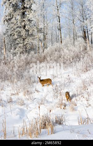 Hirsche grasen auf schneebedeckten Hügeln Stockfoto