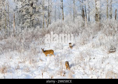 Hirsche grasen auf schneebedeckten Hügeln Stockfoto