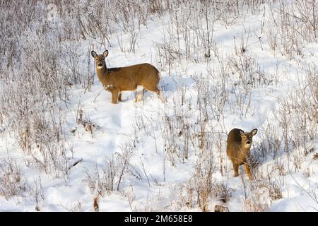 Hirsche grasen auf schneebedeckten Hügeln Stockfoto