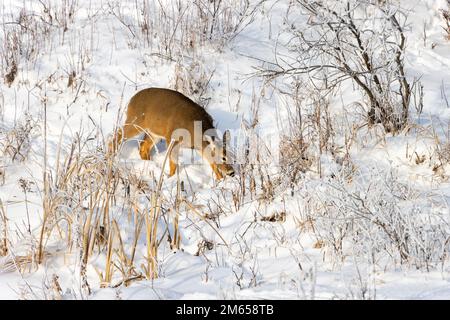 Hirsche grasen auf schneebedeckten Hügeln Stockfoto