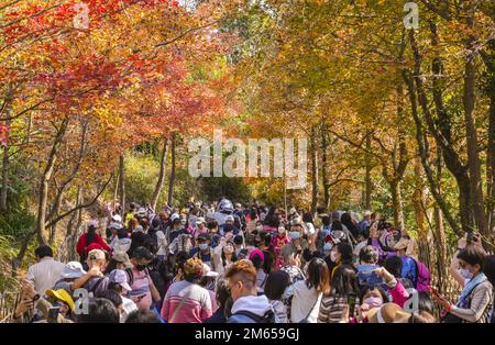 Besucher besuchen Tai Tong Sweet Gum Woods im Süden von Yuen Long und im Norden des Tai Lam Chung Reservoir. Von Ende November bis Januar färben sich die süßen Gummiholzblätter rot. 27DEC22 SCMP/Sam Tsang Stockfoto