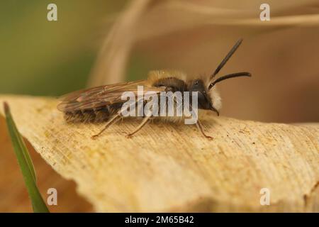 Detaillierte Nahaufnahme eines Mannes von Clarkes Bergbaubiene, Andrena Clarkella Stockfoto