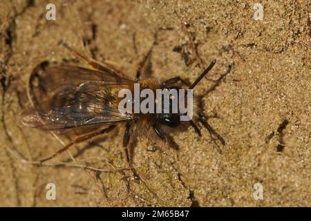 Detaillierte Nahaufnahme eines Mannes von Clarkes Bergbaubiene, Andrena Clarkella, der auf Sand sitzt Stockfoto